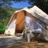La tente « Poz », la tribale